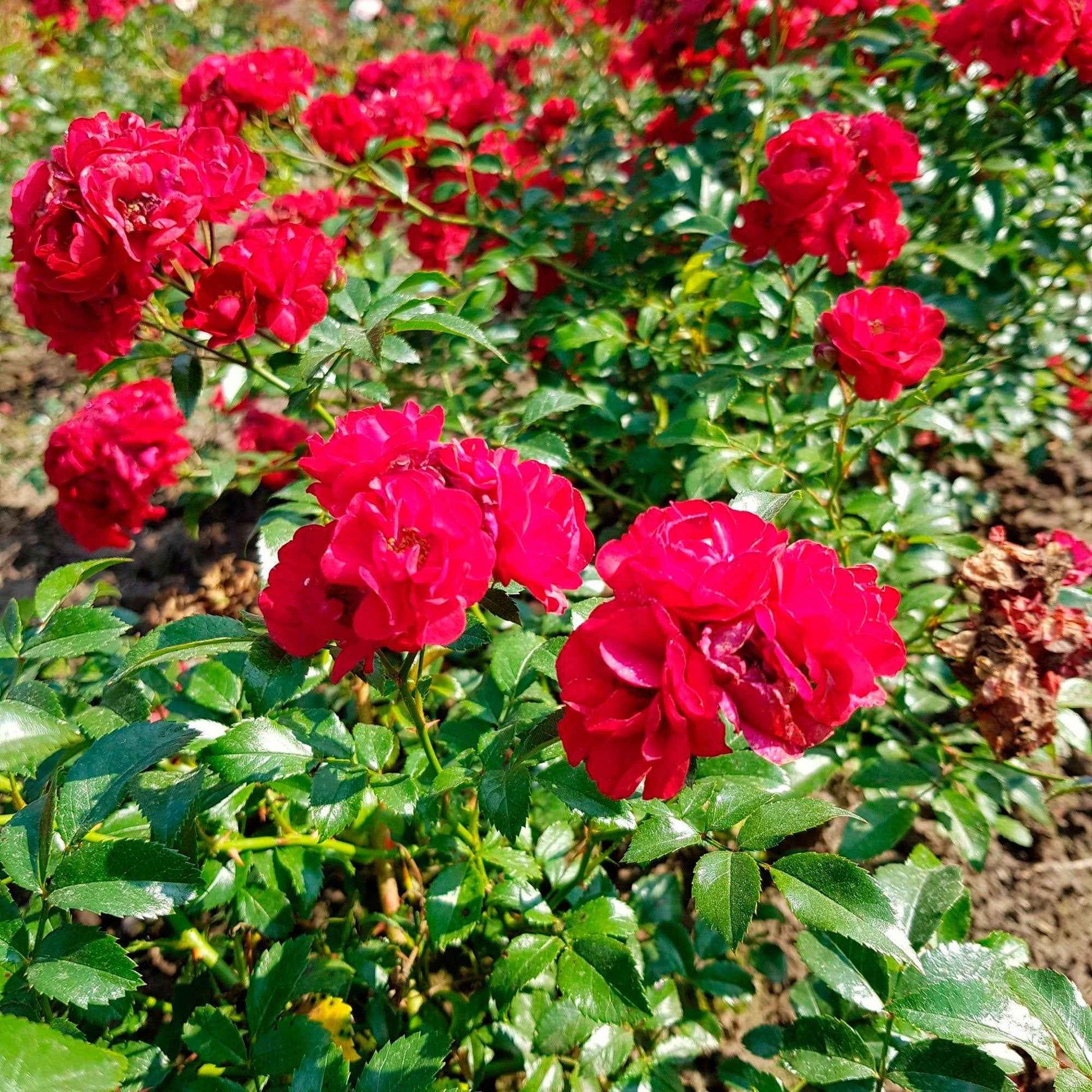 3x Rosier couvre-sol  Rosa 'Fairy Dance'® Rouge  - Plants à racines nues - Couvre-sols