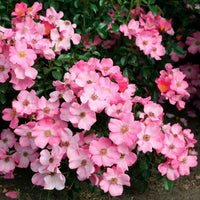 3x Rosier couvre-sol  Rosa 'Fortuna'® Rose  - Plants à racines nues - Arbustes à papillons et plantes mellifères