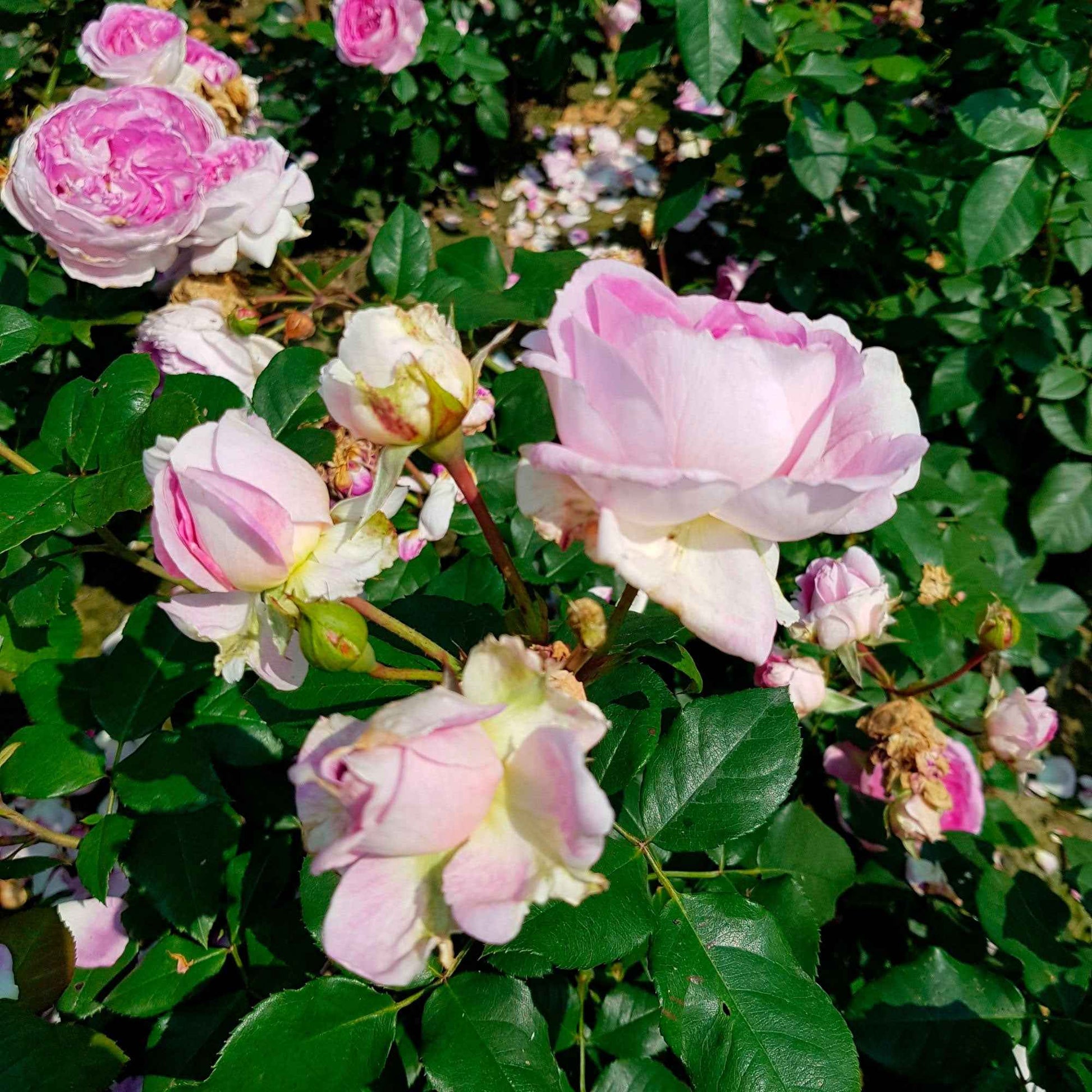 3x Rosier multiflore Rosa 'Saphir'® Violet  - Plants à racines nues - Caractéristiques des plantes