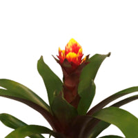 Guzmania Bromélia sp Guzmania 'Crown' Rouge-Jaune - Plantes d'intérieur