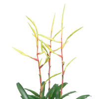 Bromélia Vriesea 'Happy Yellow' Jaune-Violet - Plantes d'intérieur