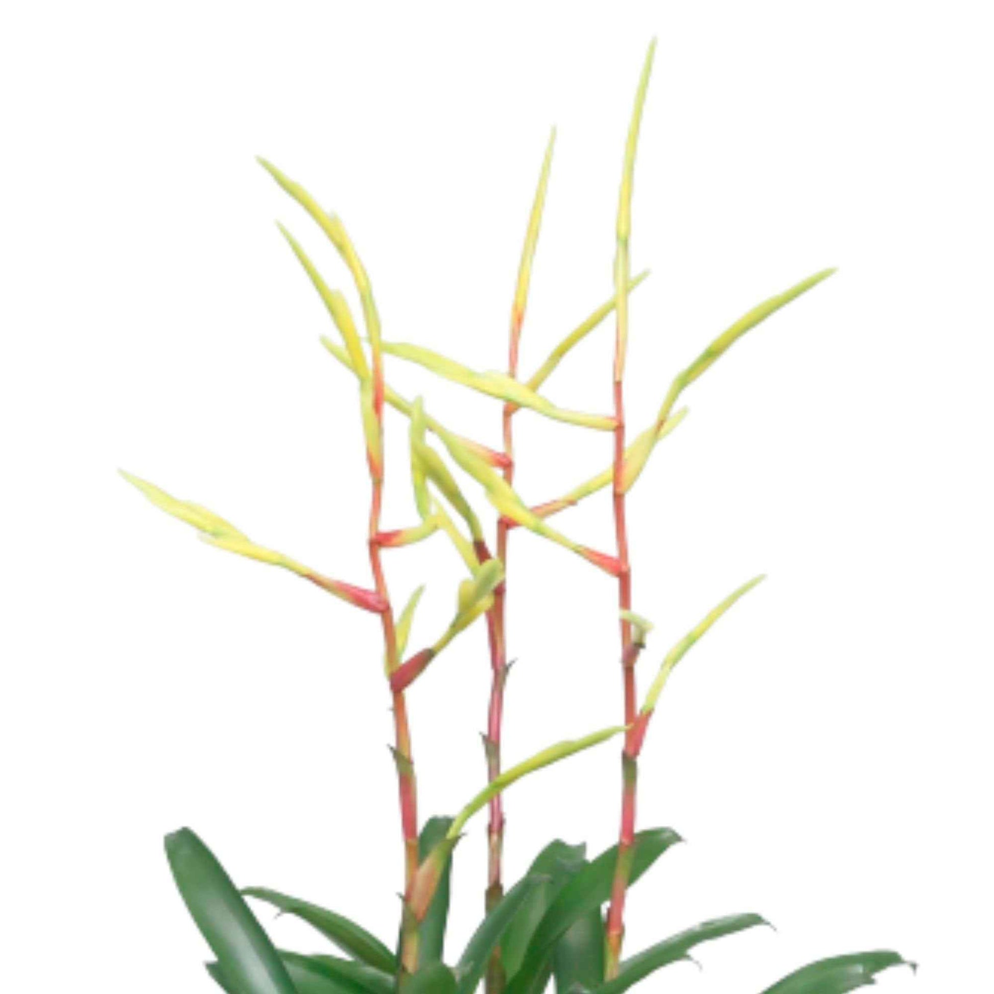 Bromélia Vriesea 'Happy Yellow' Jaune-Violet - Plantes d'intérieur