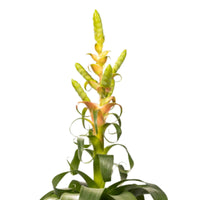Bromélia Tillandsia 'Samantha' Jaune-Vert-Rose avec pot décoratif - Idées cadeaux