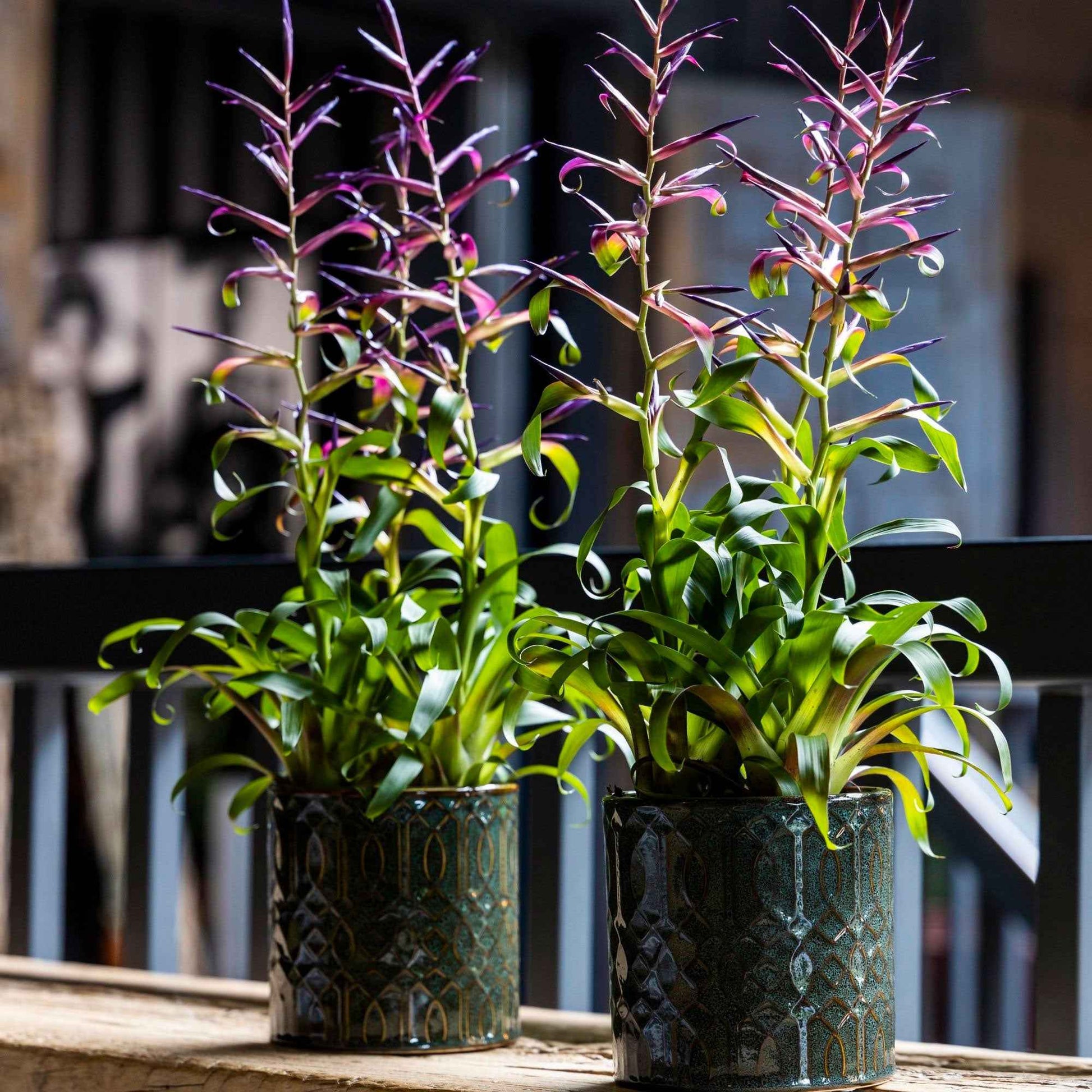 Bromélia Tillandsia 'Mora' Violet-Vert avec pot décoratif - Cadeaux Saint Valentin