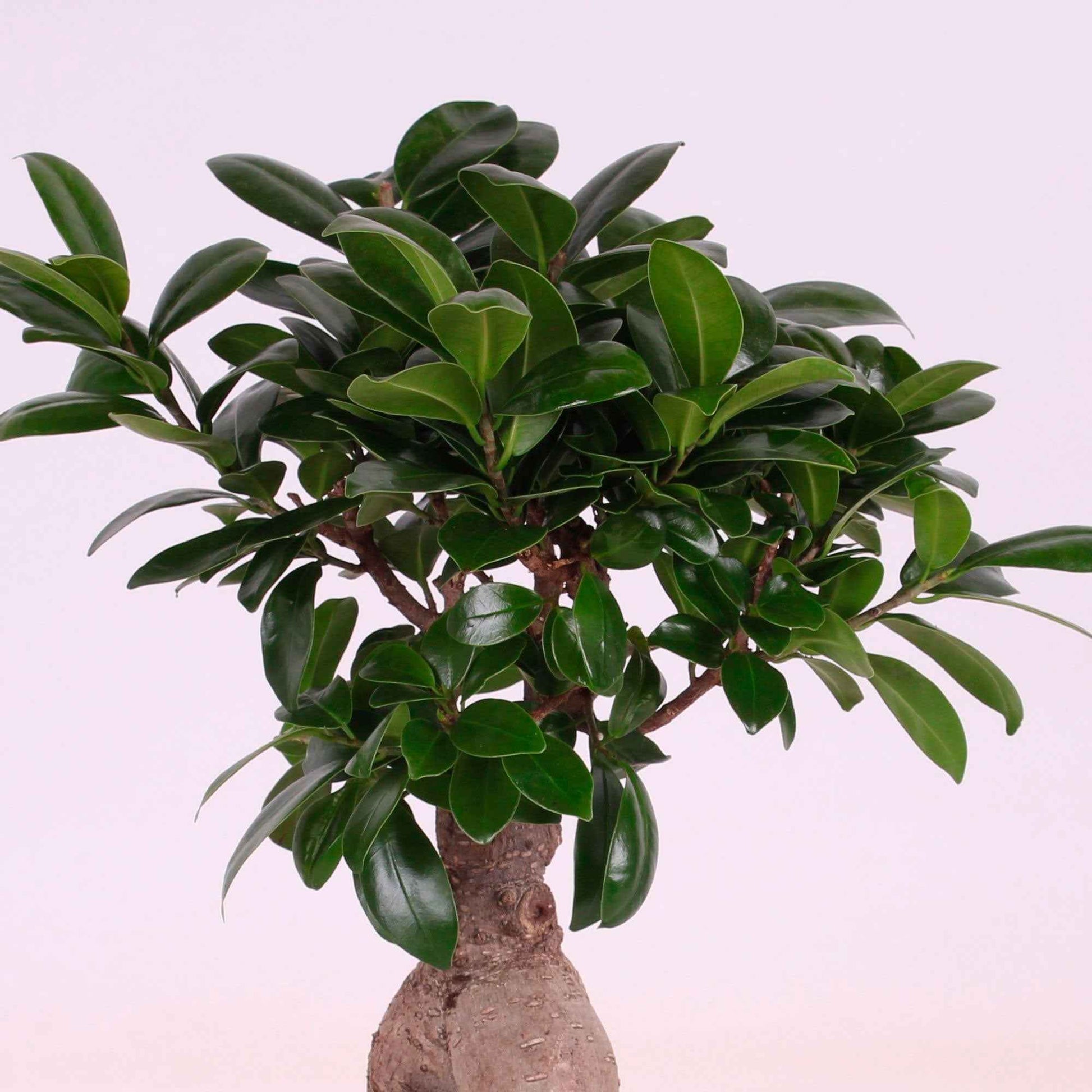 Treurvijg Ficus microcarpa 'Ginseng' avec pot décoratif - Plantes d'intérieur avec cache-pot