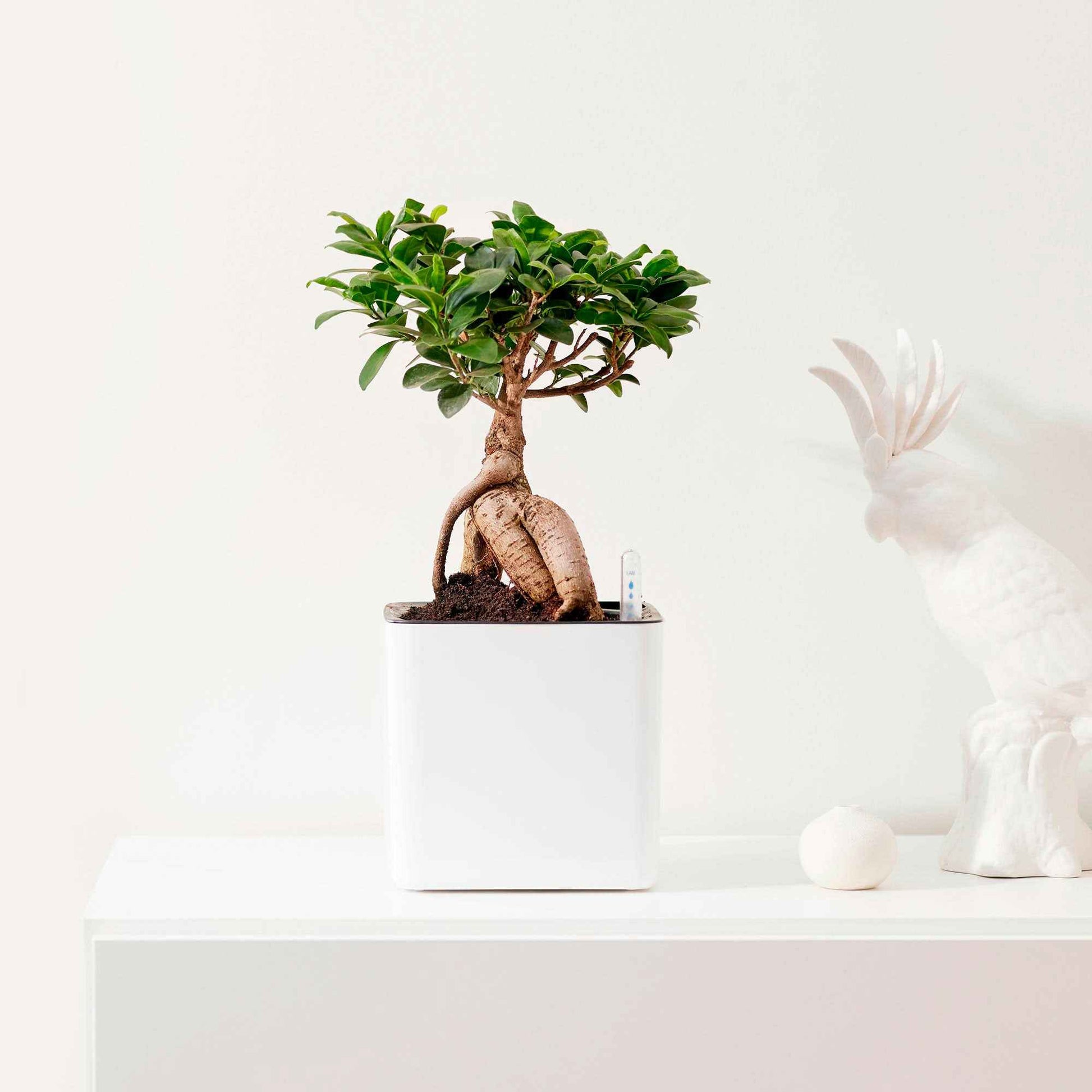 Treurvijg Ficus microcarpa 'Ginseng' avec pot décoratif - Plantes d'intérieur