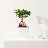 Treurvijg Ficus microcarpa 'Ginseng' avec pot décoratif - Plantes d'intérieur : les tendances actuelles