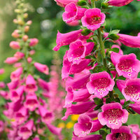 Digitale  Digitalis  'Pink Panther' Rose - Plantes vivaces