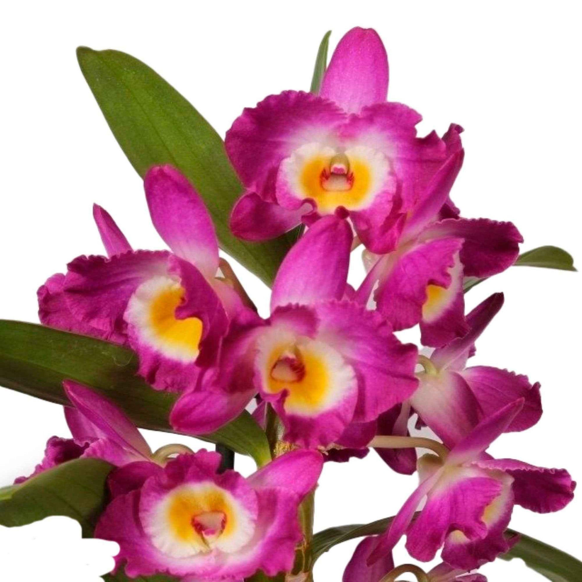 Orchidée Dendrobium 'Akatsuki' Violet-Jaune - Orchidées
