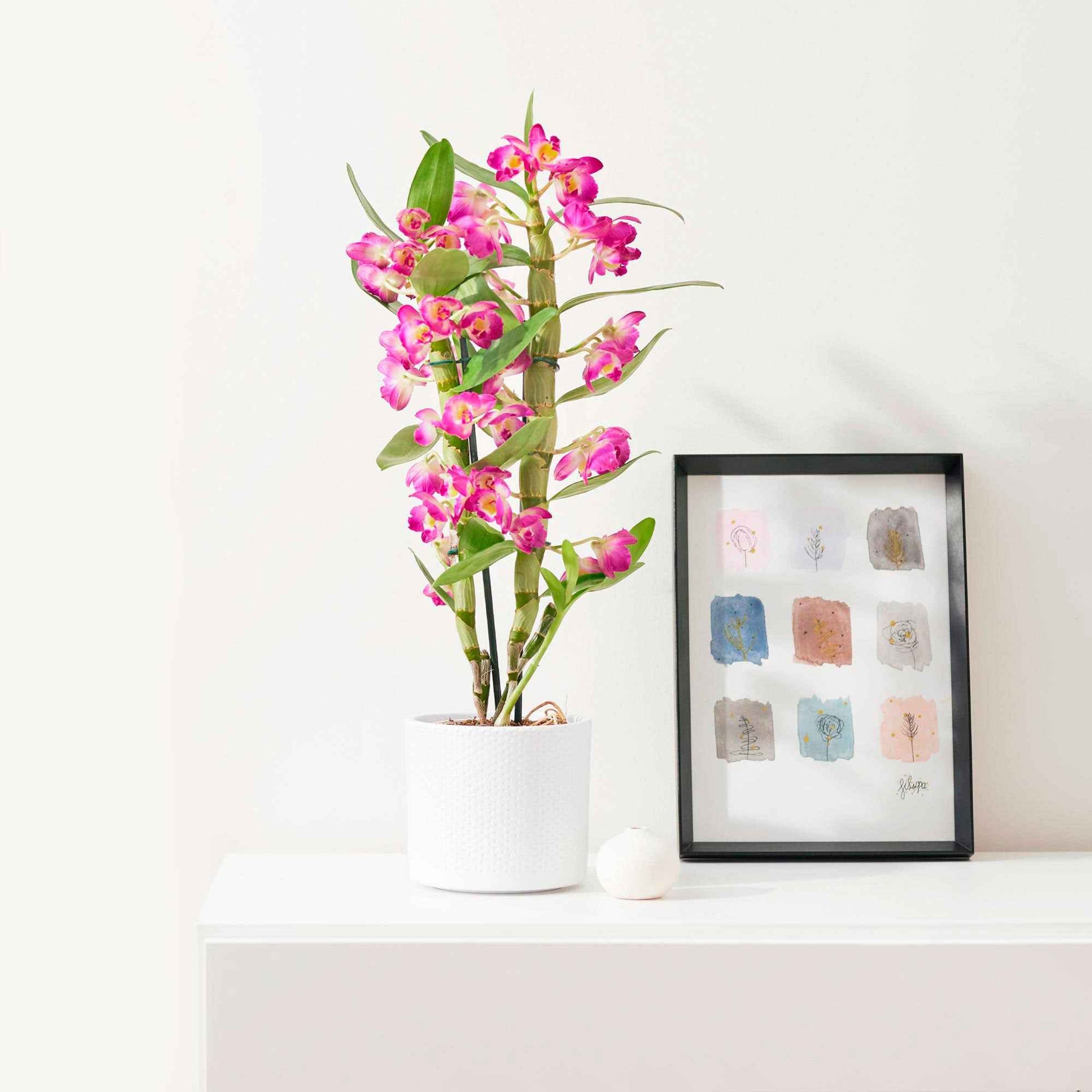 Orchidée Dendrobium 'Akatsuki' Violet-Jaune - Nouvelles plantes d'intérieur