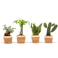 4 plantes d'intérieur 'Asia Mix' Vert avec pot décoratif - Nouvelles plantes d'intérieur