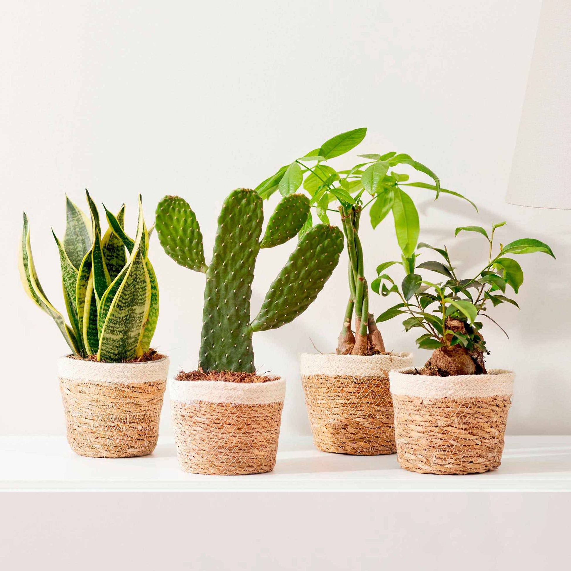 4 plantes d'intérieur 'Asia Mix' Vert avec pot décoratif - Ensembles et compositions
