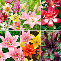 100+ Lys Lilium 'Asian Lilies' Mélange de couleurs - Bulbes d'été