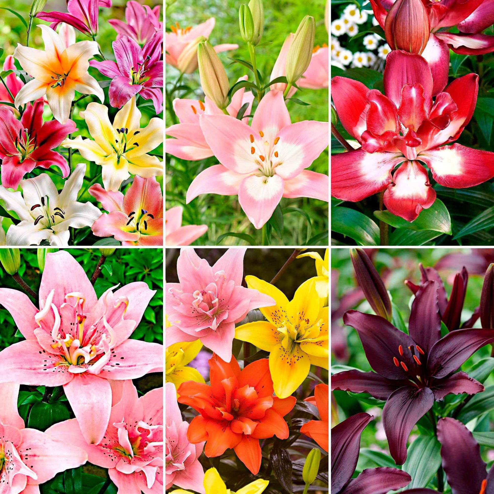 100+ Lys Lilium 'Asian Lilies' Mélange de couleurs - Bulbes de fleurs populaires