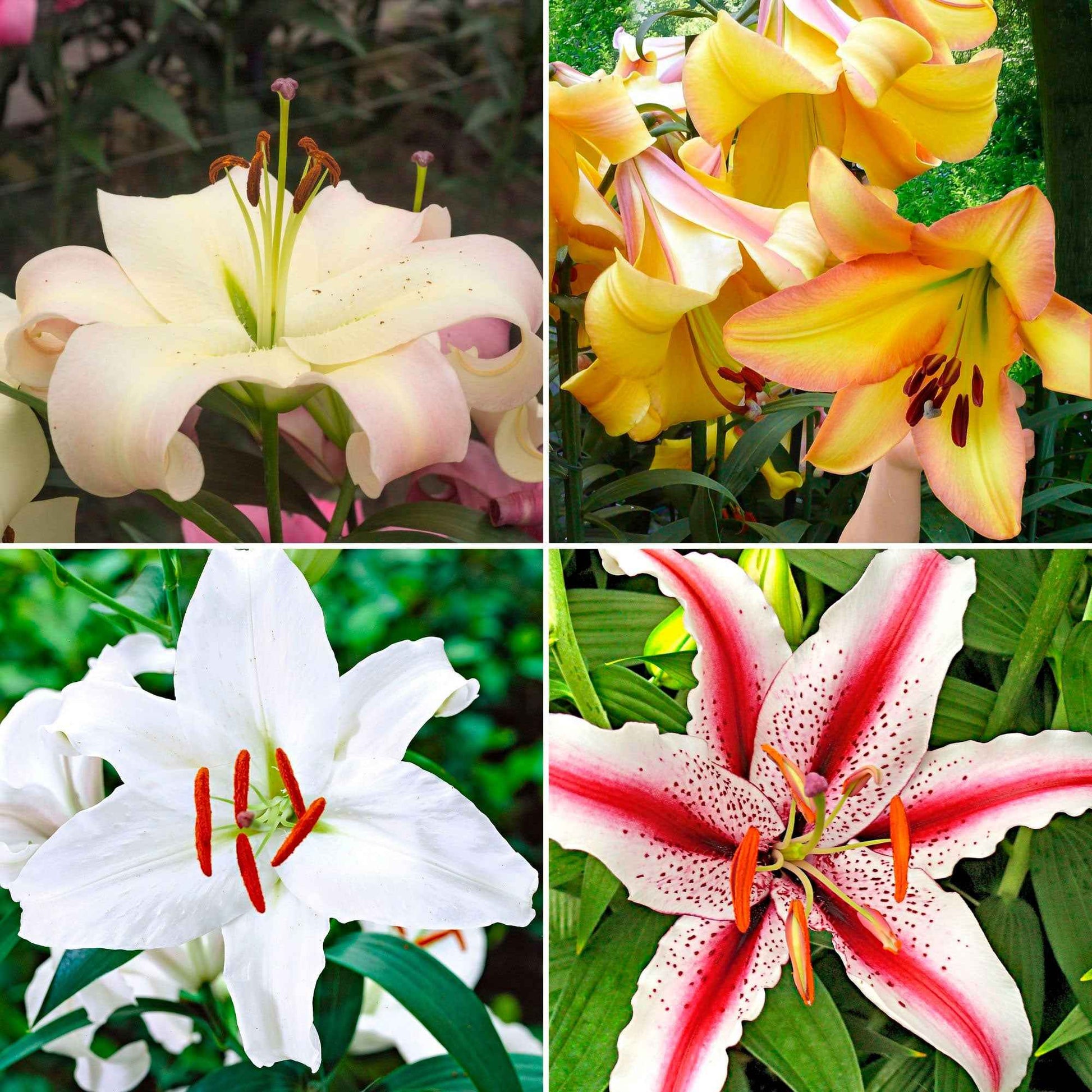 100+ Lys Lilium 'Oriental Lilies' Mélange de couleurs - Bulbes d'été