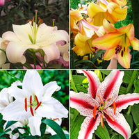 100+ Lys Lilium 'Oriental Lilies' Mélange de couleurs - Bulbes de fleurs populaires