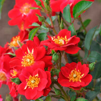 Rosier Rosa 'Amulet Mella'® Rouge - Espèces de plantes