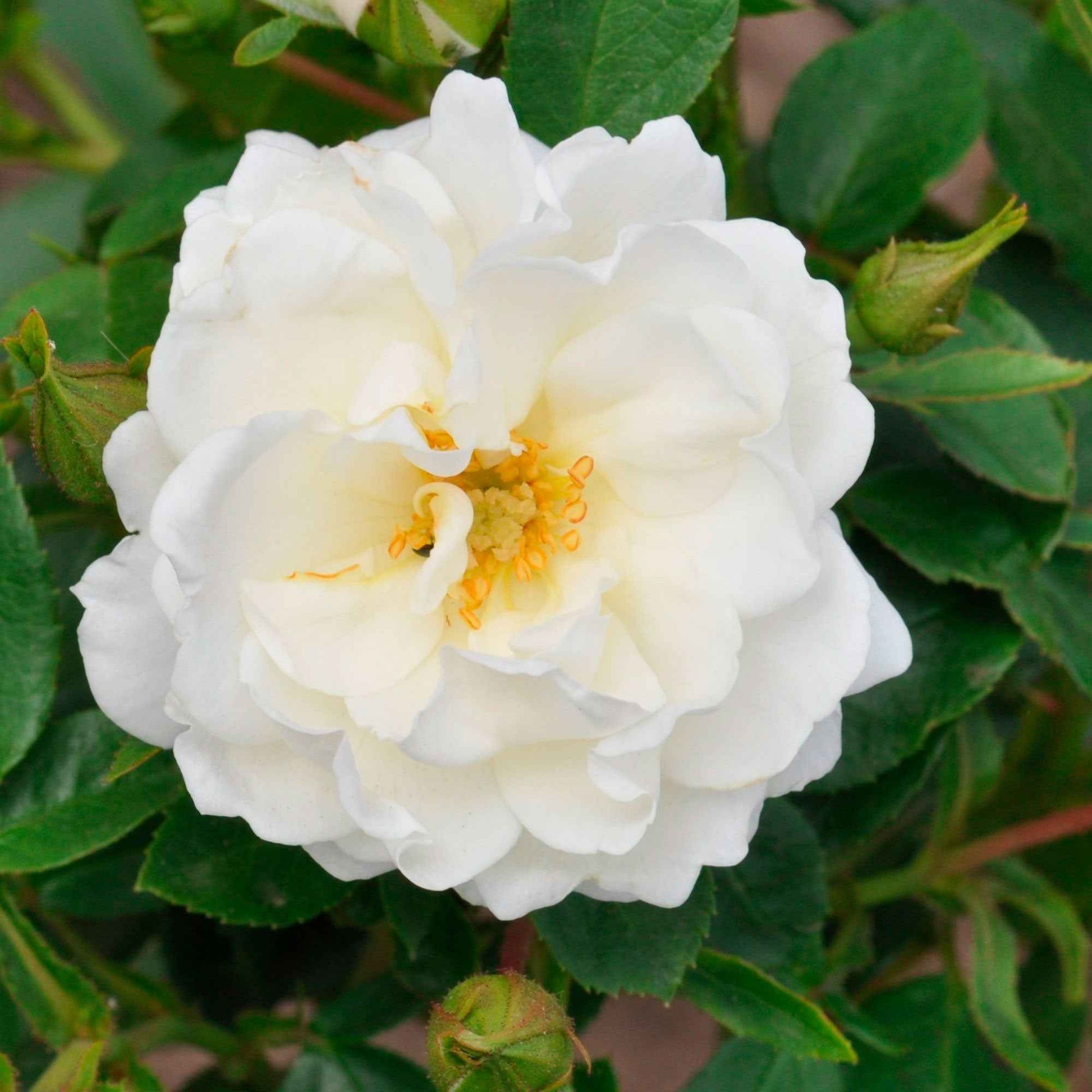 Rosier Rosa 'Crystal Mella'® Blanc - Nouvelles plantes d'extérieur