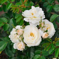 Rosier Rosa 'Crystal Mella'® Blanc - Caractéristiques des plantes