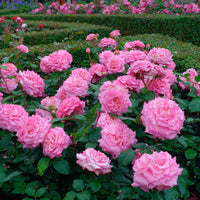 Rosier à grandes fleurs Rosa 'Romina'® Rose - Caractéristiques des plantes