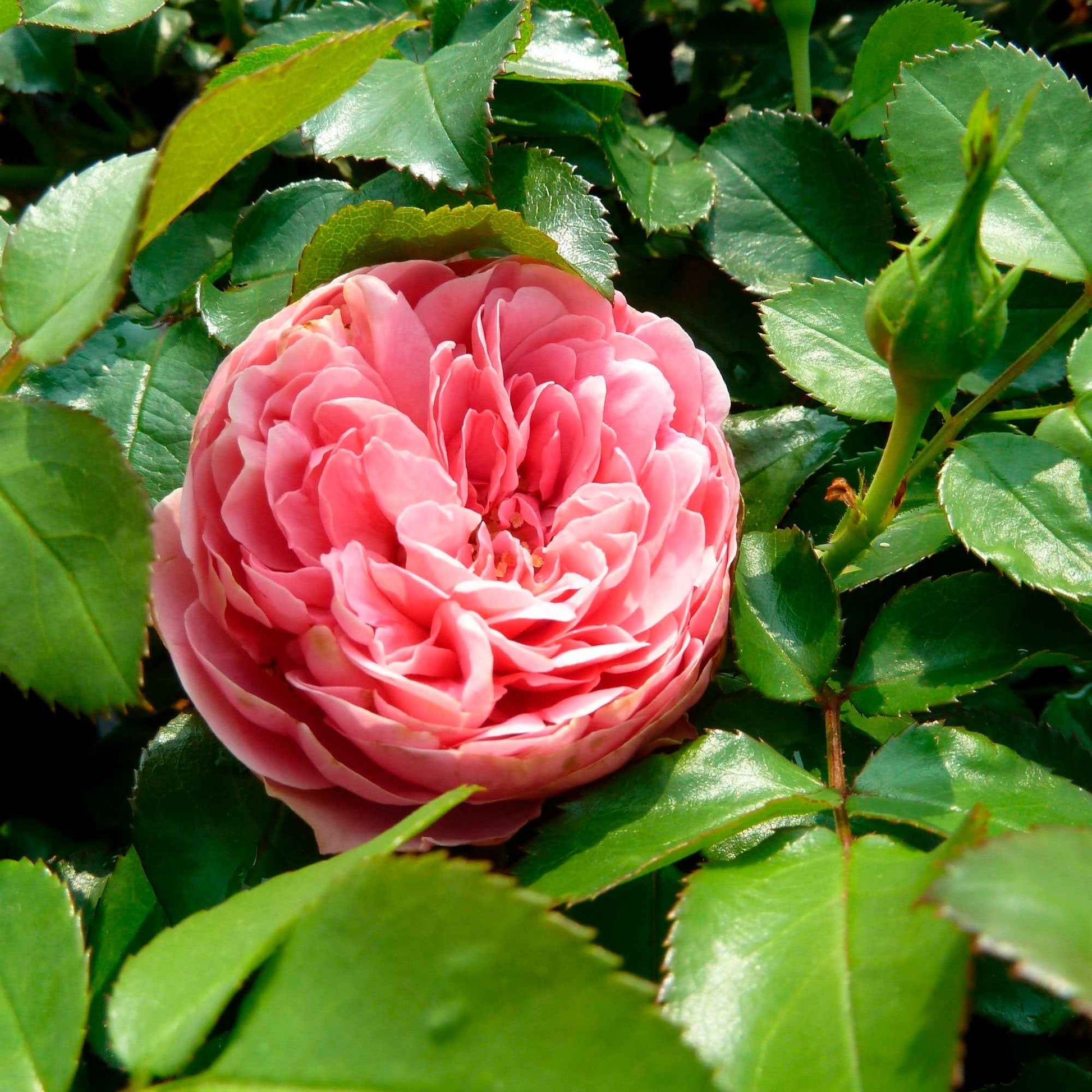 Rosier-tige Rosa 'Leonardo Da Vinci'® Rose  - Plants à racines nues - Arbustes