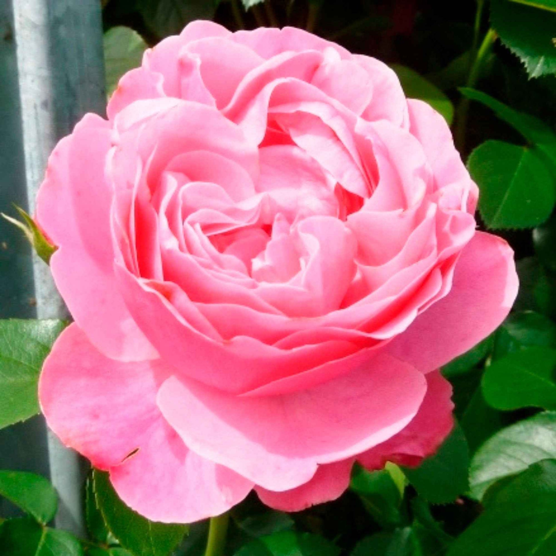 Rosier-tige Rosa 'Leonardo Da Vinci'® Rose  - Plants à racines nues - Caractéristiques des plantes