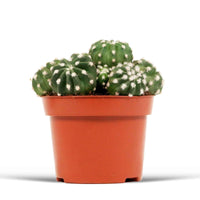 Cactus boule Echinopsis oxygona - Nouvelles plantes d'intérieur