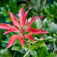 Andromède du Japon Pieris 'Mountain Fire' Rouge-Blanc - Arbustes fleuris