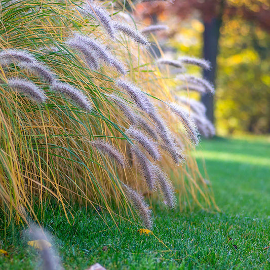 Pennisetum 'Flamingo' - Caractéristiques des plantes