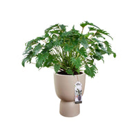Elho Pure Coupe Beige - Pot pour l'intérieur et l'extérieur Beige - Nouveaux pots de fleurs