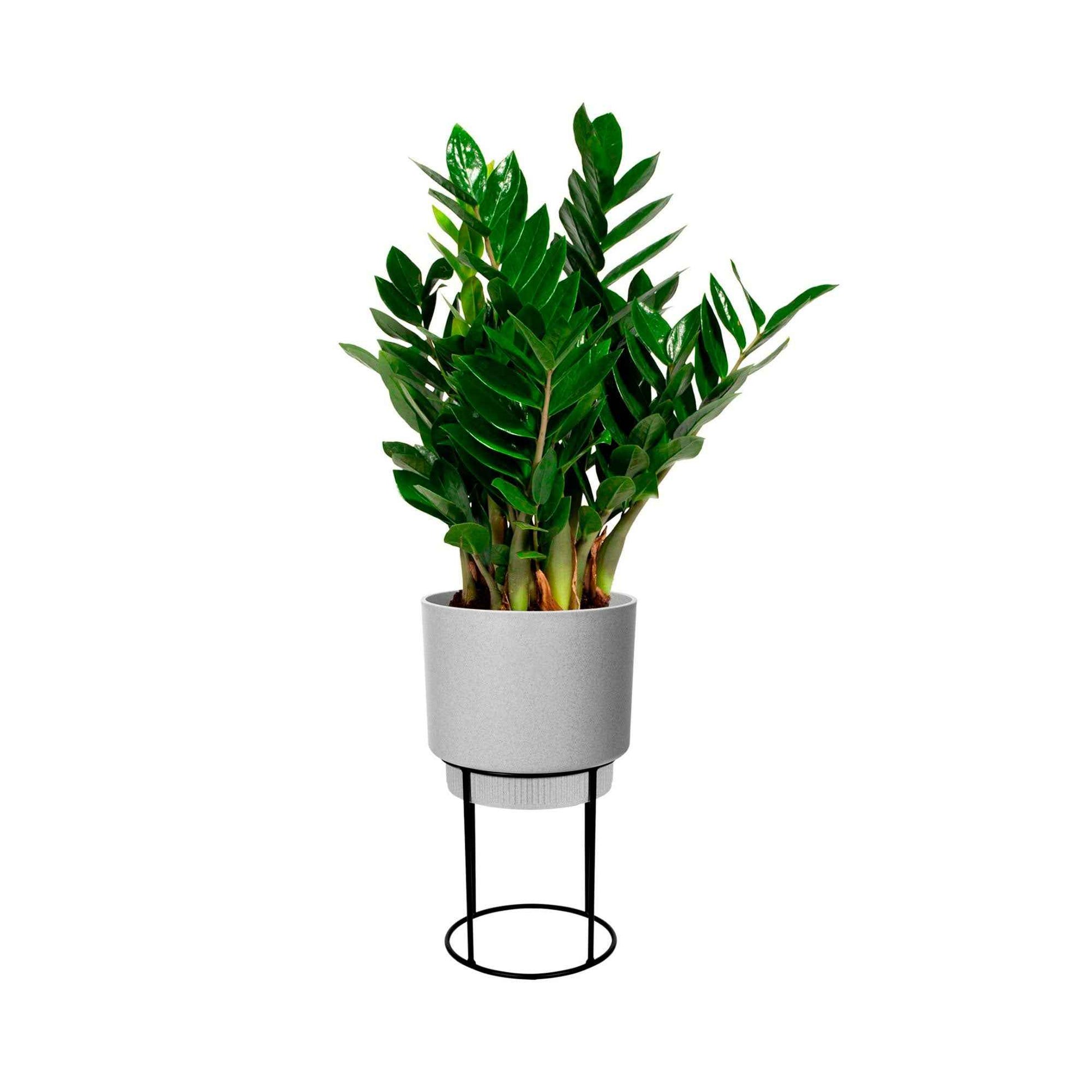Elho B. for Studio Round - Pot pour l'intérieur avec table à plantes Gris - Nouveaux pots de fleurs