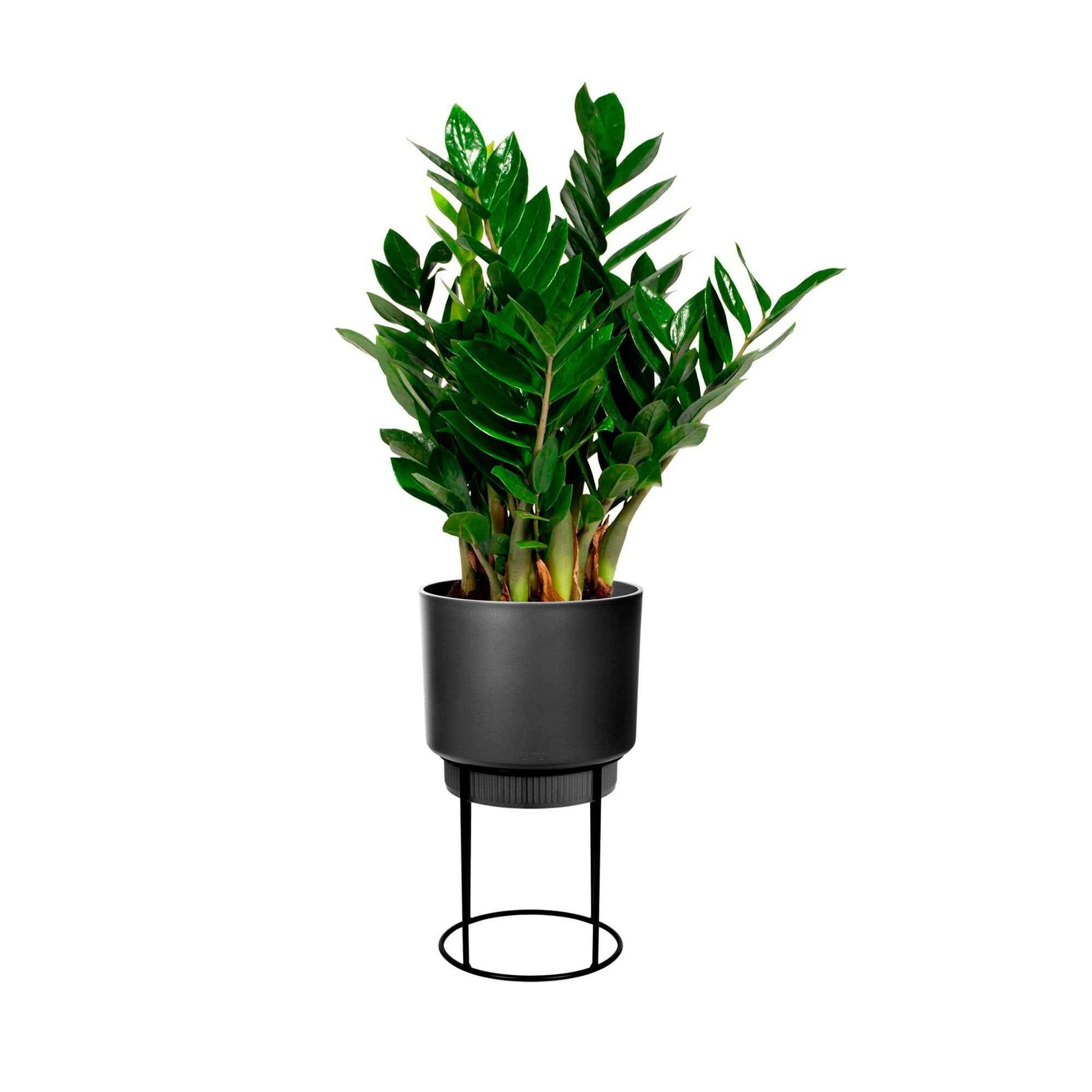 Elho B. for Studio Round- Pot pour l'intérieur avec table à plantes Noir - Elho