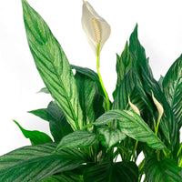 Fleur de lune Spathiphyllum 'Silver Cupido' Blanc - Nouvelles plantes d'intérieur