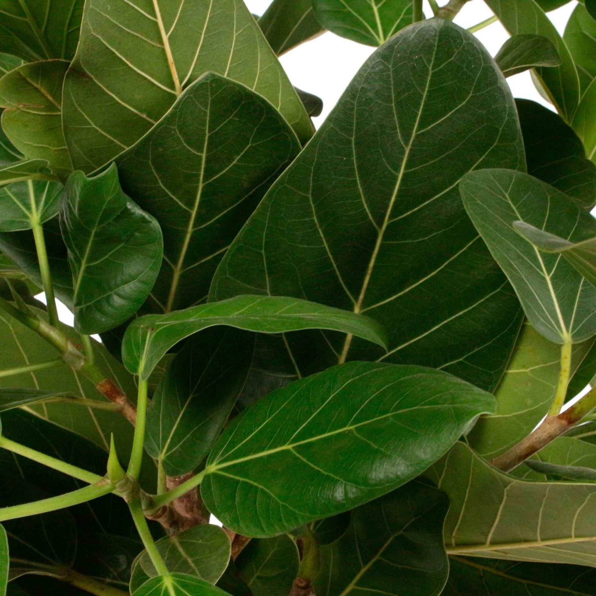 Figuier des banians Ficus  benghalensis 'Audrey' - Plantes d'intérieur : les tendances actuelles