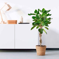 Figuier des banians Ficus  benghalensis 'Audrey' - Nouvelles plantes d'intérieur
