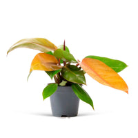 Philodendron 'Prince Of Orange' - Nouvelles plantes d'intérieur