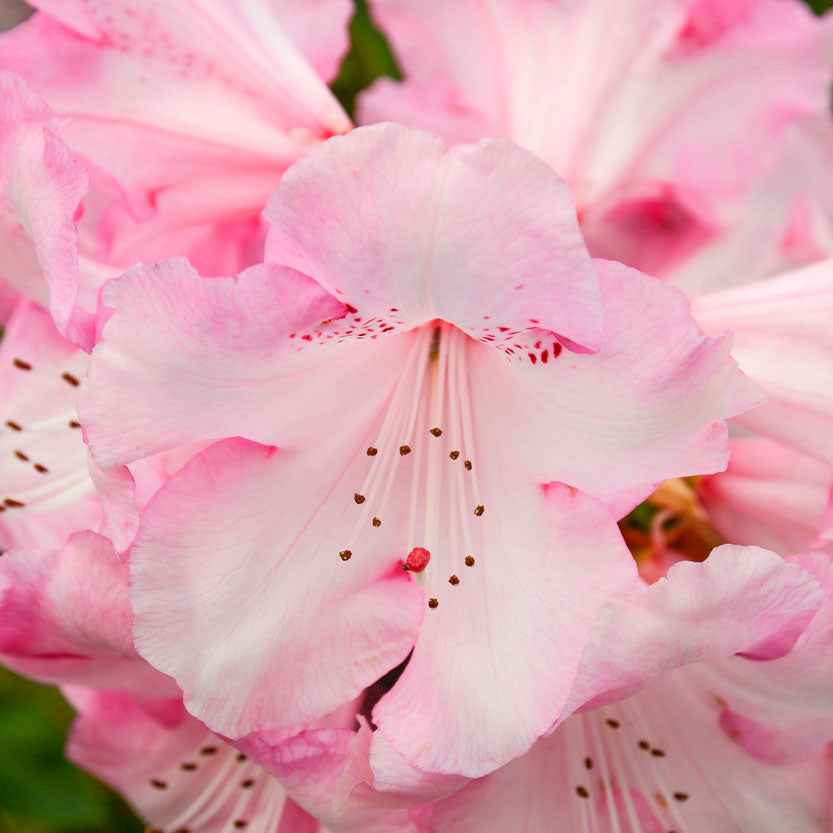 Rhododendron  'Kalinka' Rose - Arbustes fleuris