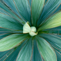 Yucca filamentosa Vert - Nouvelles plantes d'extérieur