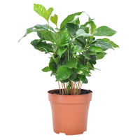 Caféier Coffea arabica incl. pot parfumé - 1x plante: hauteur de livraison 20-25 cm, pot de Diamètre 12 cm + 1x pot: Scentsation Coffee Diamètre 12 cm - Plantes d'intérieur