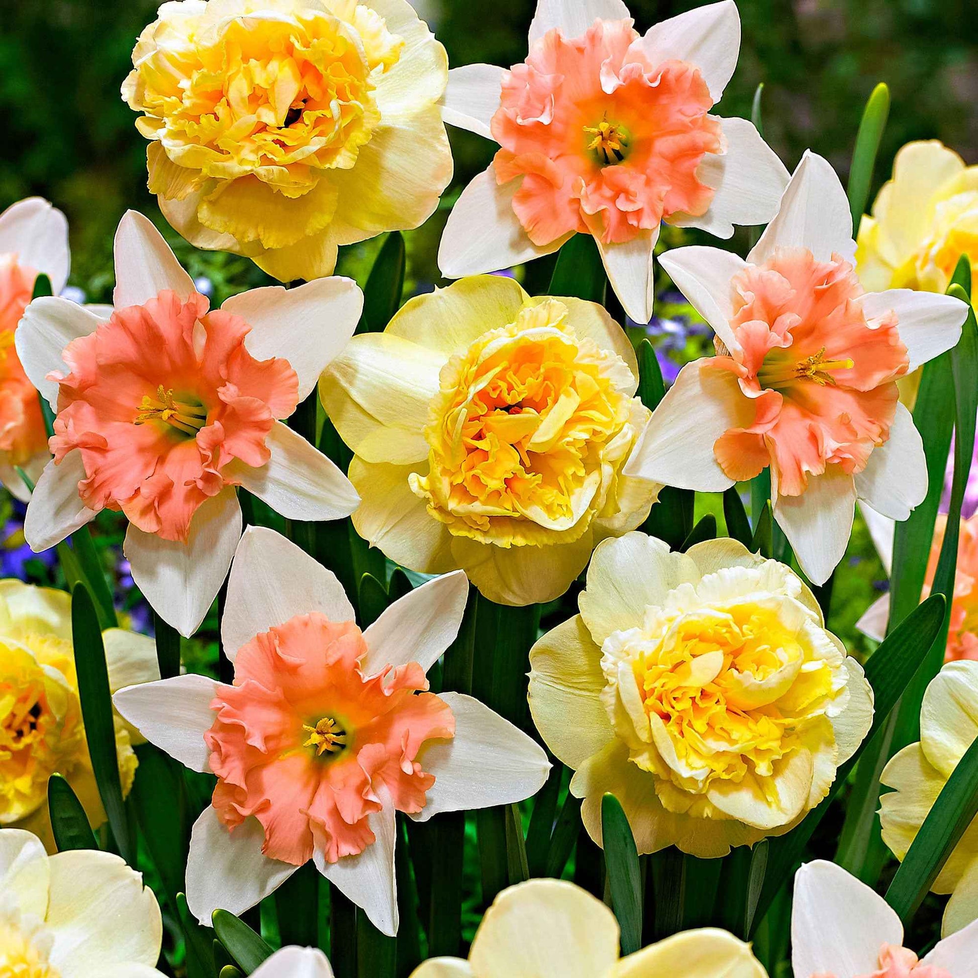 7x Narcisses Narcissus - Mélange ’Art Design’ + ’Dear Love’ jaune-rose - Bulbes de fleurs populaires