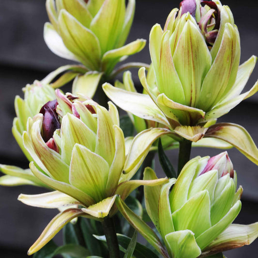 5x Lys à fleurs doubles 'Mystery Dream' vert-rouge - Bulbes d'été