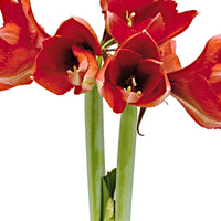 Amaryllis 'Glitterz' Or-Rouge - Bulbes de fleurs populaires