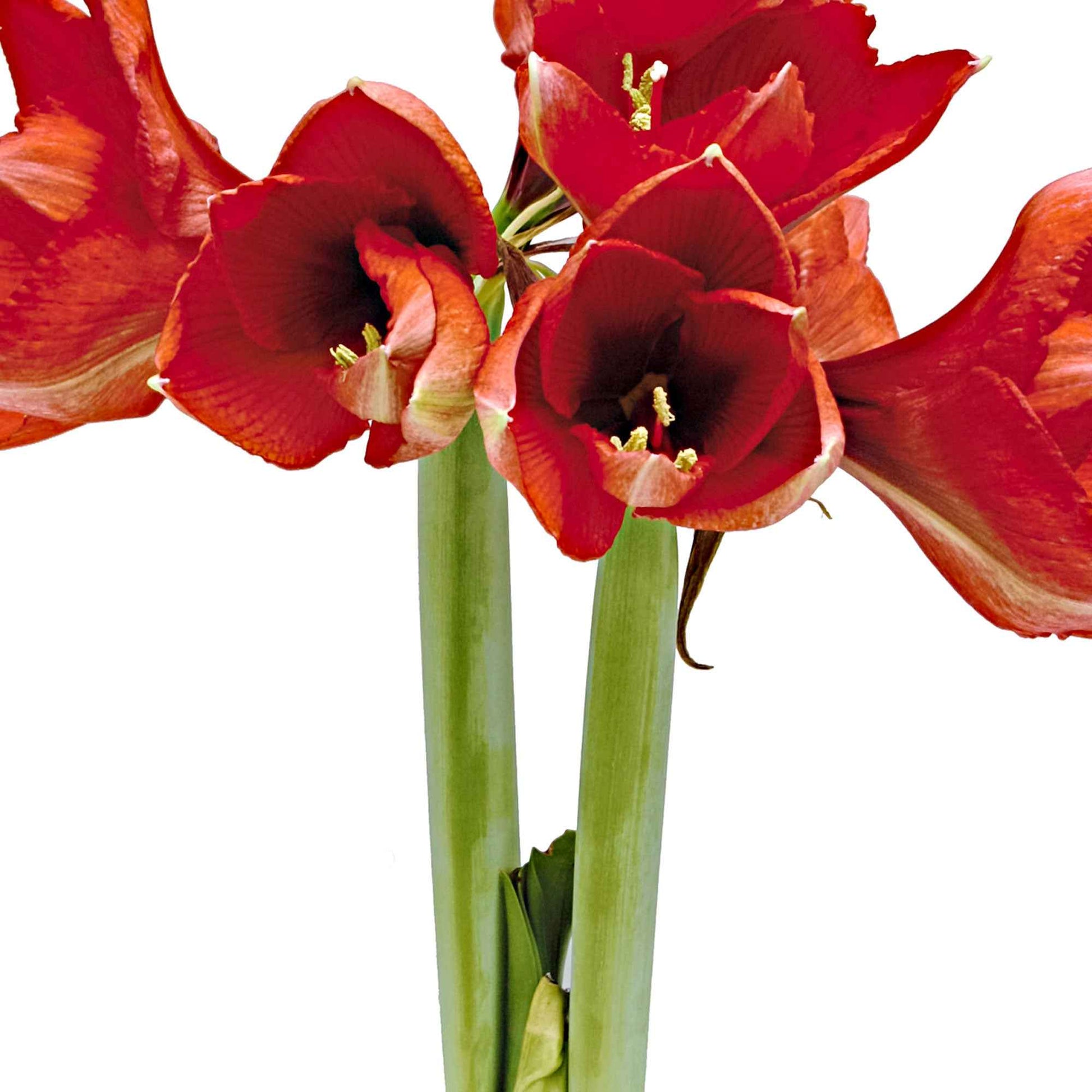 Amaryllis 'Glitterz' Rouge - Bulbes de fleurs populaires