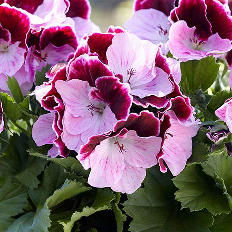 3x Géranium des fleuristes Pelargonium 'Jeanette' rouge-rose - Fleurs de balcon
