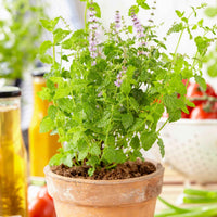 2x Menthe fraise Mentha 'Strawberry' - Biologique - Herbes Aromatiques