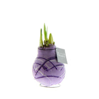 Wax amaryllis 'Monet' violet - Bulbes de printemps