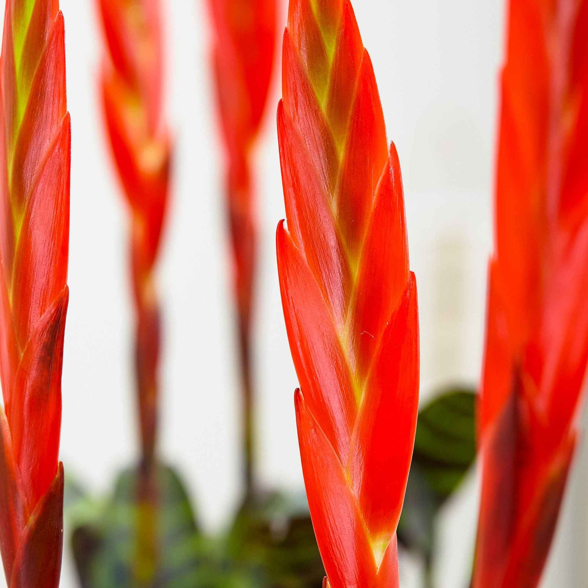Bromélia Vriesea 'Era' vert-rouge - Petites plantes d'intérieur