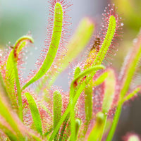 Drosera capensis - Plantes d'intérieur