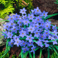 30x Étoile de printemps  Ipheion 'Jessie' bleu - Arbustes à papillons et plantes mellifères