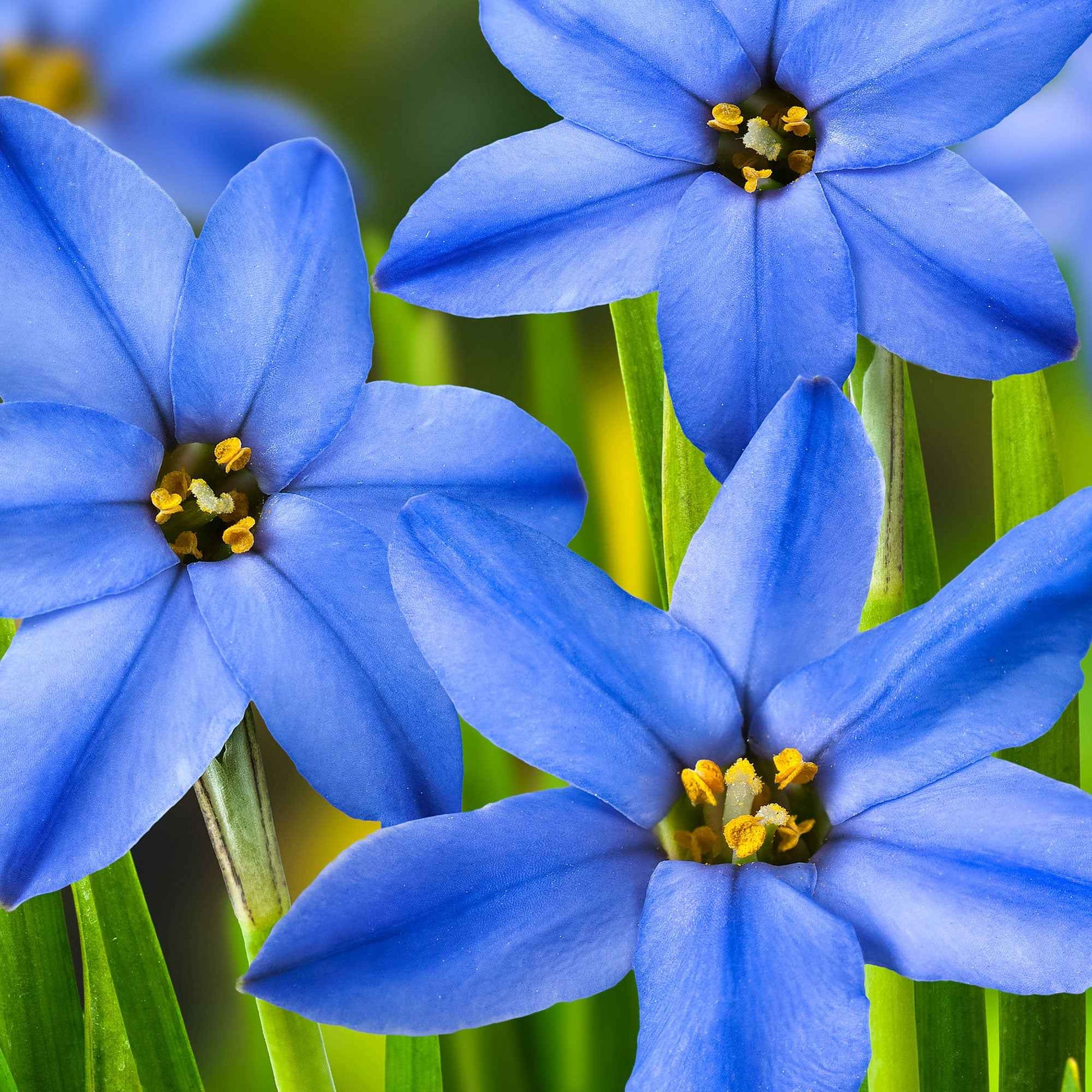 30x Étoile de printemps  Ipheion 'Jessie' bleu - Bulbes de fleurs par catégorie